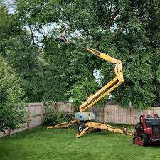 Best Tree Maintenance Programs  in Tigard, OR