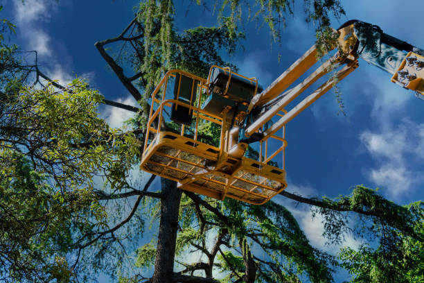 Best Tree Preservation Services  in Tigard, OR